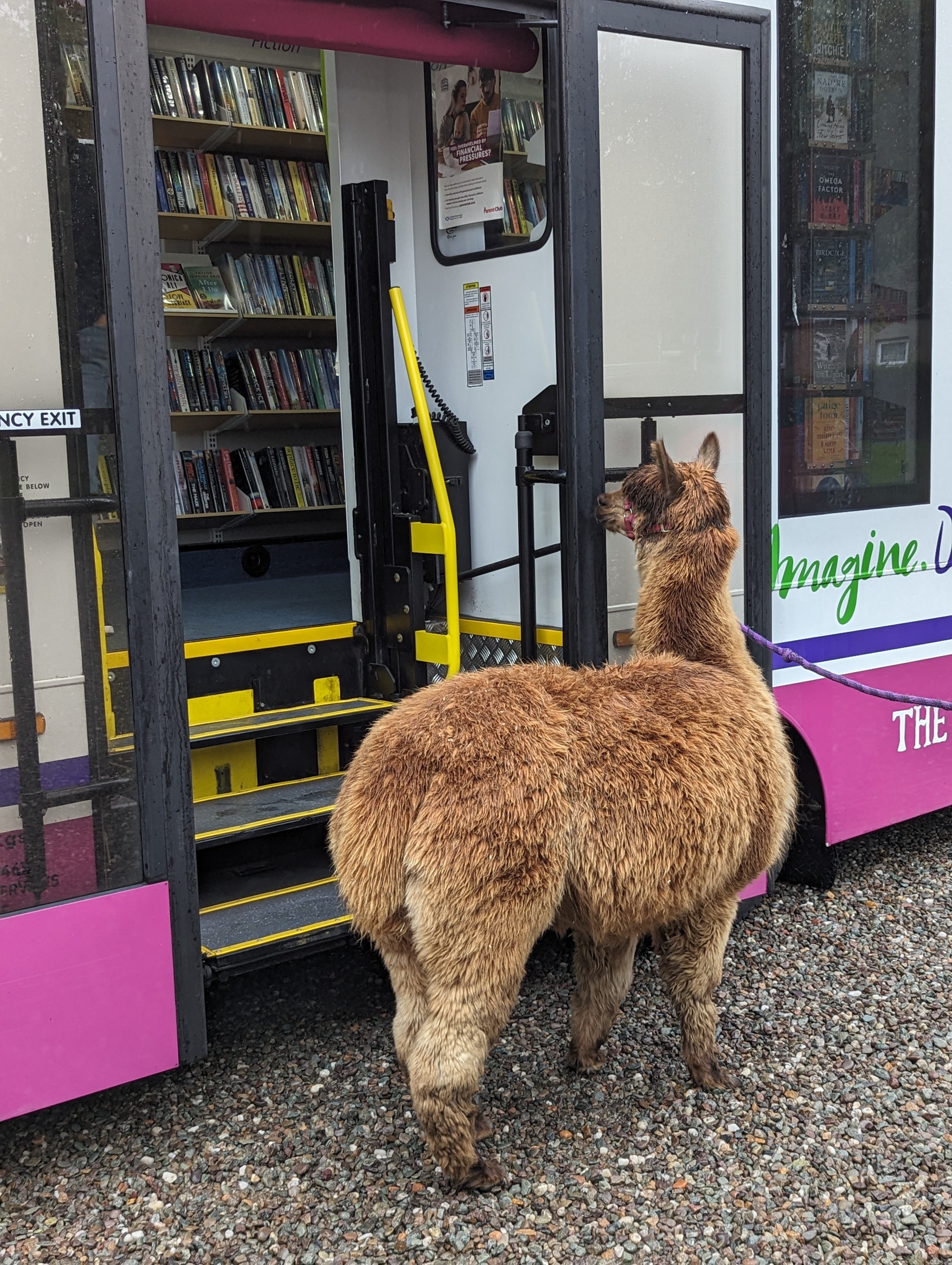 Annie the alpaca visits the mobile library